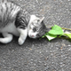 Un gato acostado junto a una de estas hojas